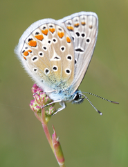 Book - The Art of Embroidered Butterflies by Jane E. Hall